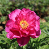 Garden Candy® Hot Tamale™ Itoh Peony Shrub