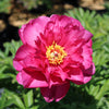 Garden Candy® Hot Tamale™ Itoh Peony Shrub