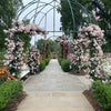Perfume Breeze™ Climbing Rose
