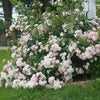Perfume Breeze™ Climbing Rose