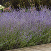 Better Versions® CrazyBlue Russian Sage Plant