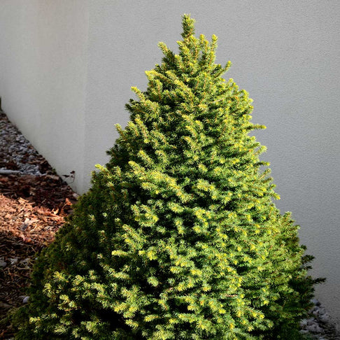 Peve Tijn Serbian Spruce Shrub