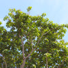 Phoenix One® Royal Empress Tree Florida