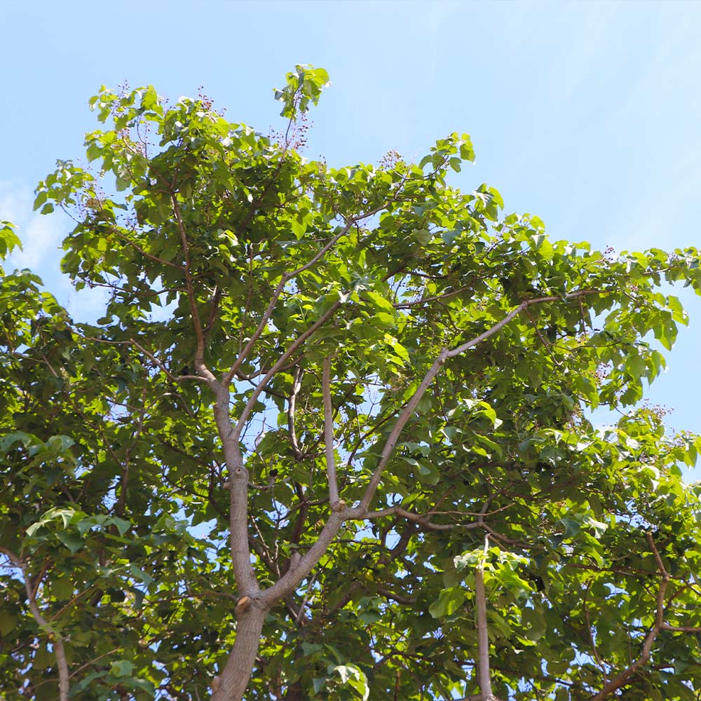 Phoenix One® Royal Empress Tree Florida