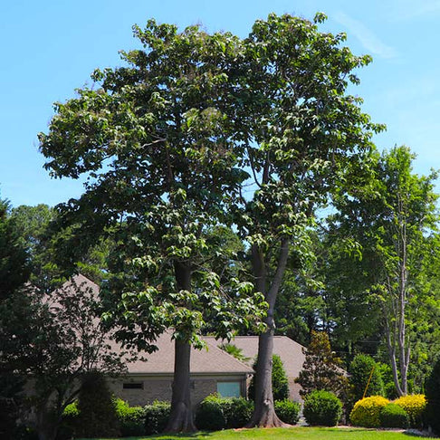 Phoenix One® Royal Empress Tree Florida