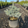 Iseli® Zafiro Spruce Tree