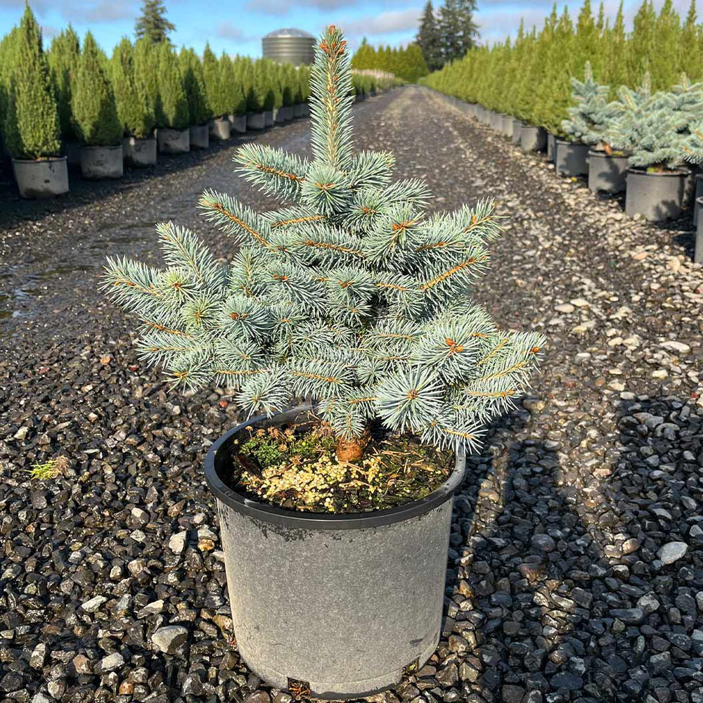 Iseli® Zafiro Spruce Tree