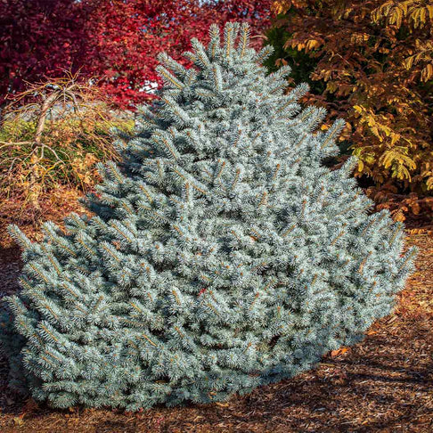 Iseli® Zafiro Spruce Tree