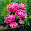 Pink Parfait Peony Plant