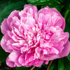 Pink Parfait Peony Plant