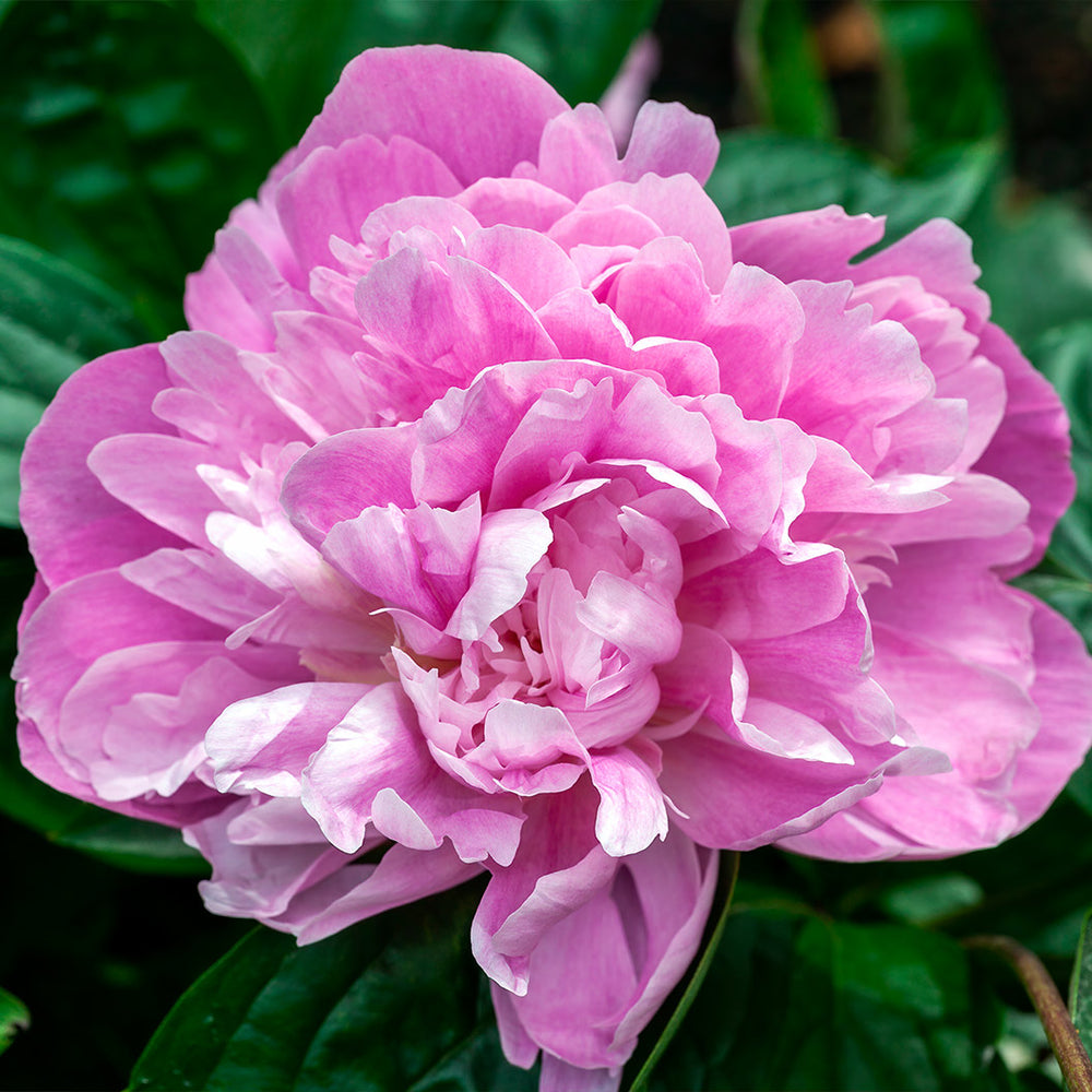 Pink Parfait Peony Plant