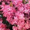Pink Pearl™ Improved Indian Hawthorne Shrub