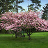 Pink Dogwood Tree