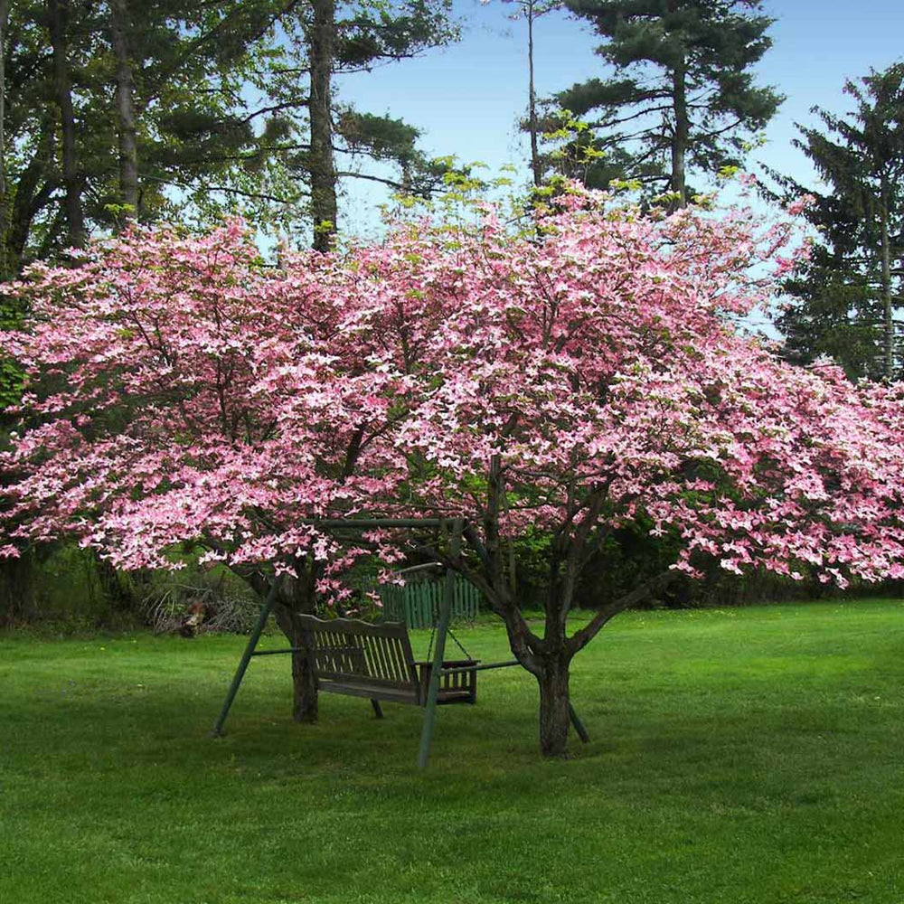 Pink Dogwood Tree