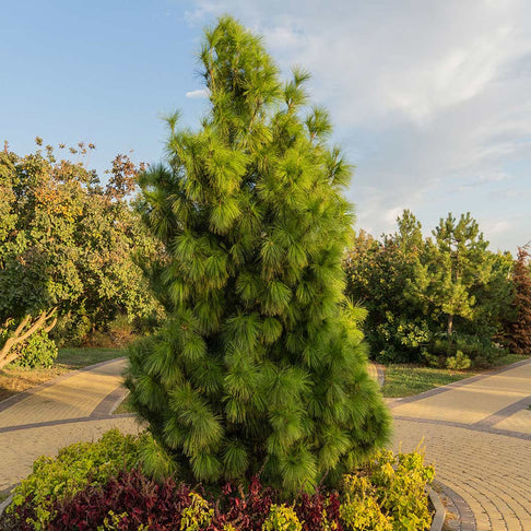 Cleary Japanese White Pine Tree