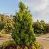 Cleary Japanese White Pine Tree
