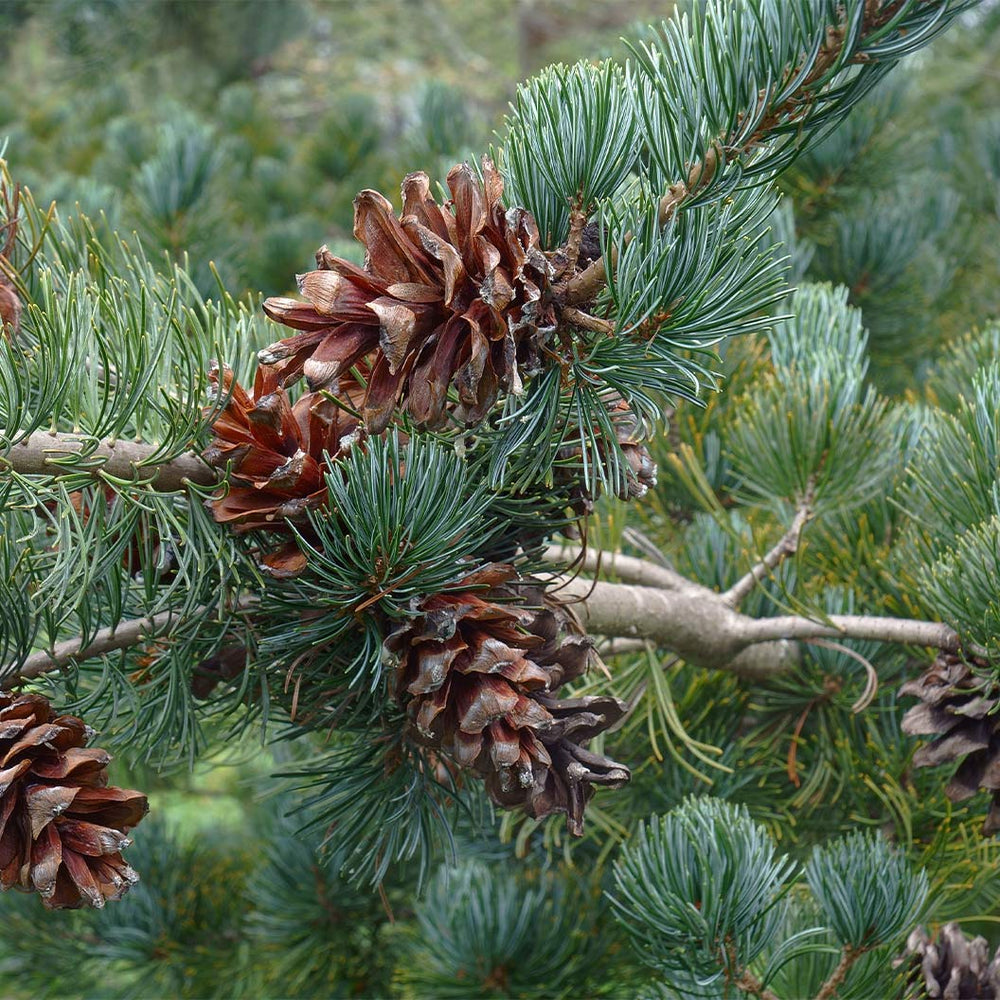 Cleary Japanese White Pine Tree