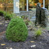 Moseri Scotch Pine Tree