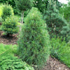 Green Penguin Scotch Pine Tree