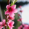 Pix Zee Patio Peach Tree