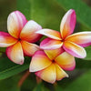 Rainbow Plumeria Plant
