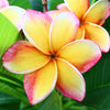 Rainbow Plumeria Plant