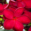 Red Plumeria Plant