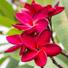 Red Plumeria Plant