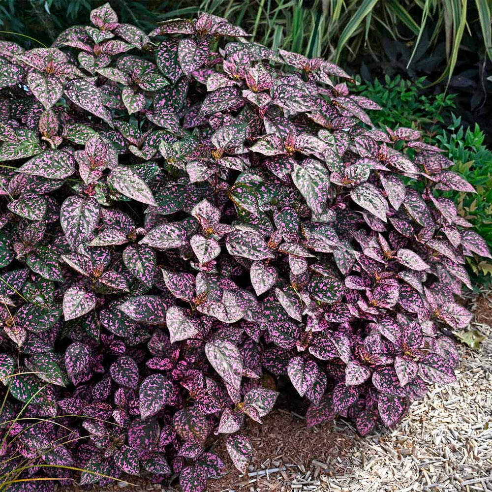 Polka Dot Plant