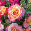 Polynesian Punch Rose Tree