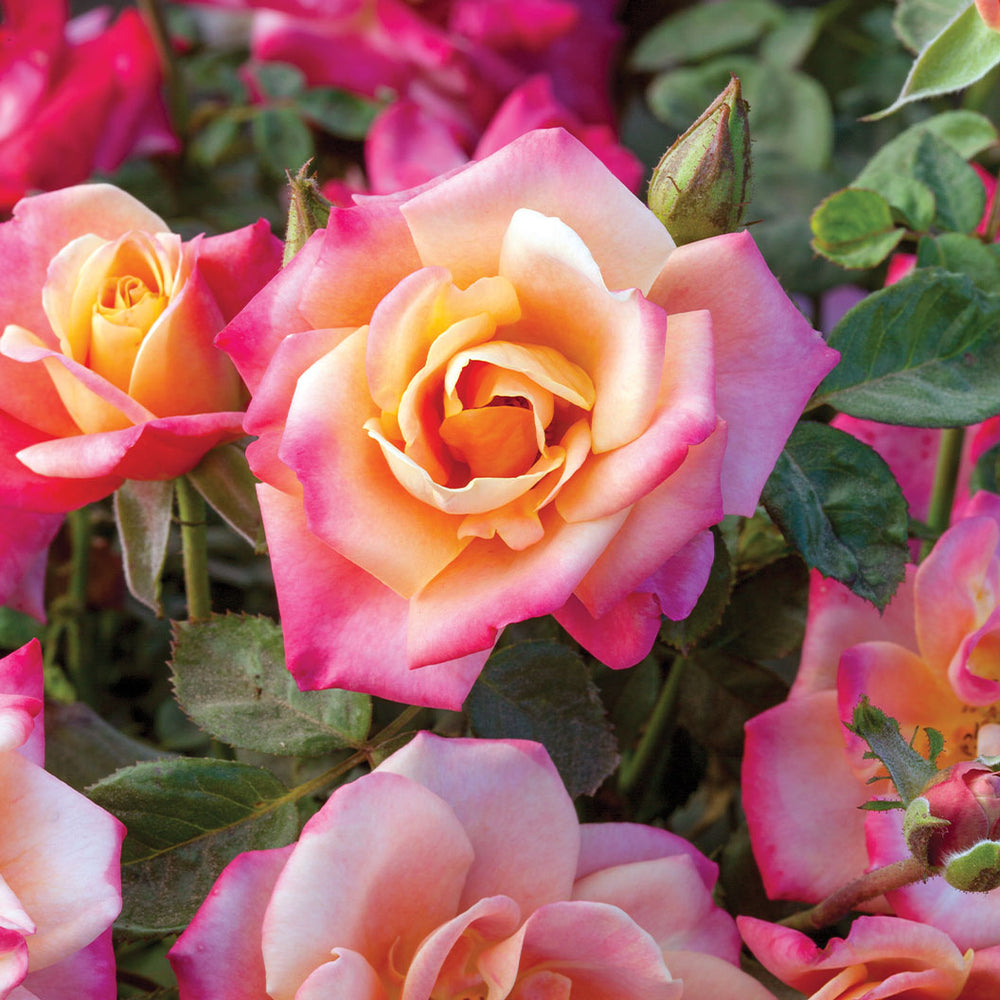 Polynesian Punch Rose Tree