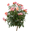 Polynesian Punch Rose Tree