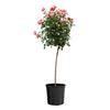 Polynesian Punch Rose Tree