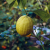 Ponderosa Lemon Tree