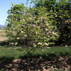 Prairie Pink Dogwood Tree