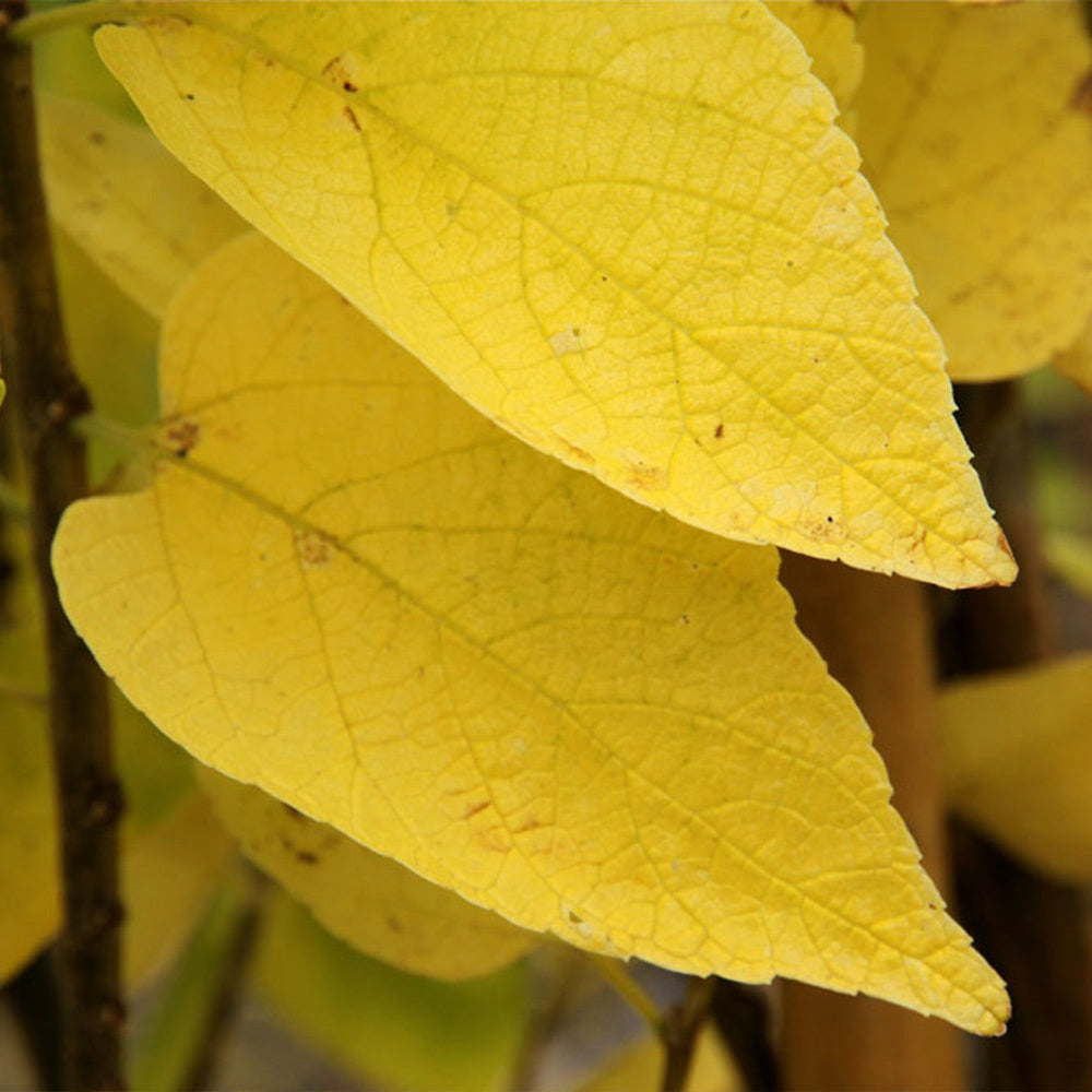 Prairie Sentinel® Hackberry Tree