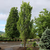 Prairie Sentinel® Hackberry Tree