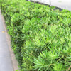 Pringles Dwarf Podocarpus