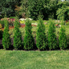 Private Jet™ Arborvitae