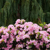 Proven Winners®  Perfecto Mundo® Double Pink Azalea