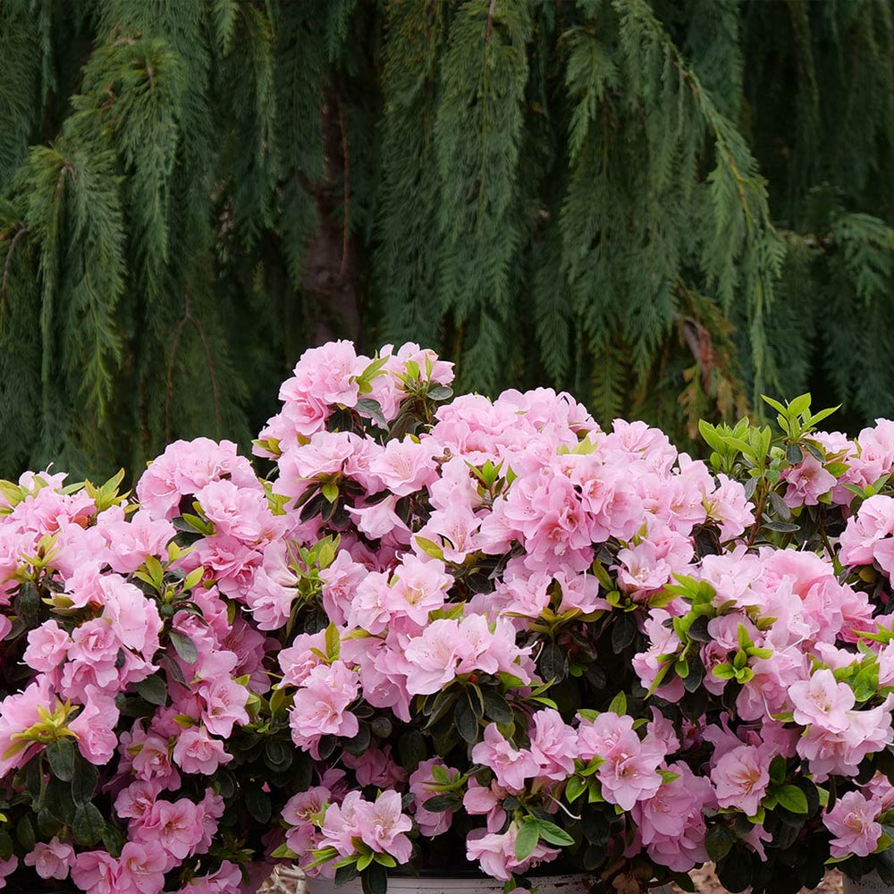 Proven Winners®  Perfecto Mundo® Double Pink Azalea