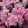 Proven Winners®  Perfecto Mundo® Double Pink Azalea