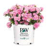 Proven Winners®  Perfecto Mundo® Double Pink Azalea