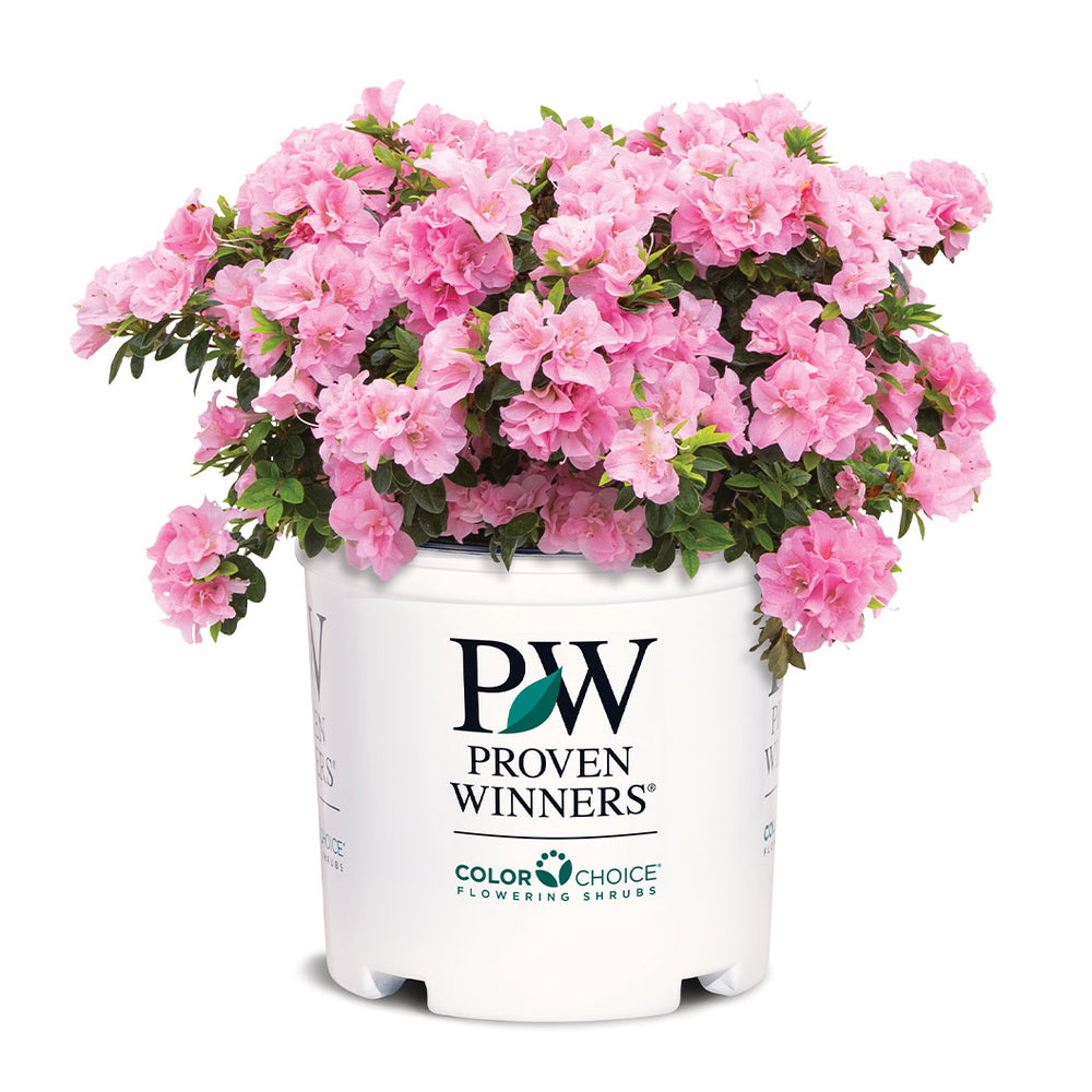 Proven Winners®  Perfecto Mundo® Double Pink Azalea
