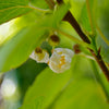 Prolific Hardy Kiwi Vine