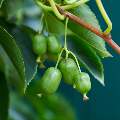 Prolific Hardy Kiwi Vine