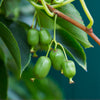 Prolific Hardy Kiwi Vine