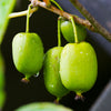 Prolific Hardy Kiwi Vine