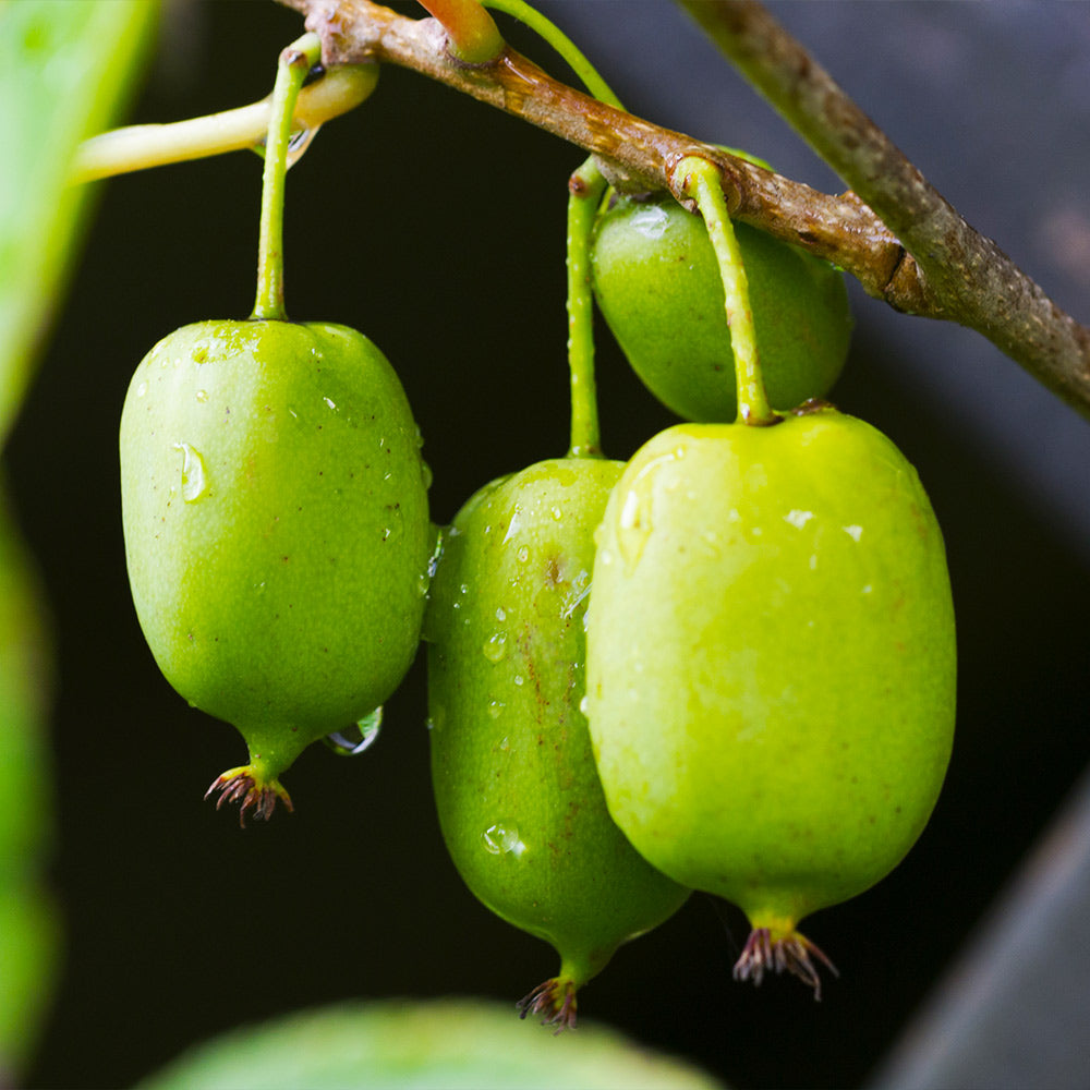 Prolific Hardy Kiwi Vine