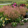 Proven Winners® Agastache Meant to Bee™ Queen Nectarine
